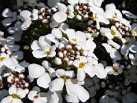 Iberis Semperflorens (fam Brassicacees) (Europe meridionale) (03) (Photo F. Mrugala)